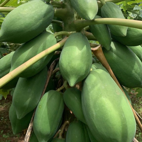 PAPAYA